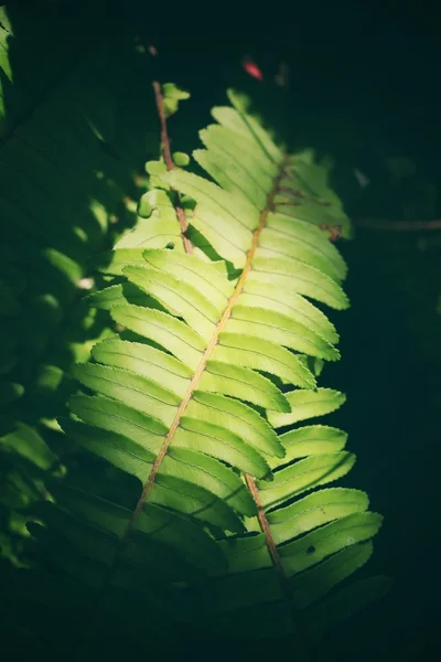 Fern bladeren met schaduw — Stockfoto