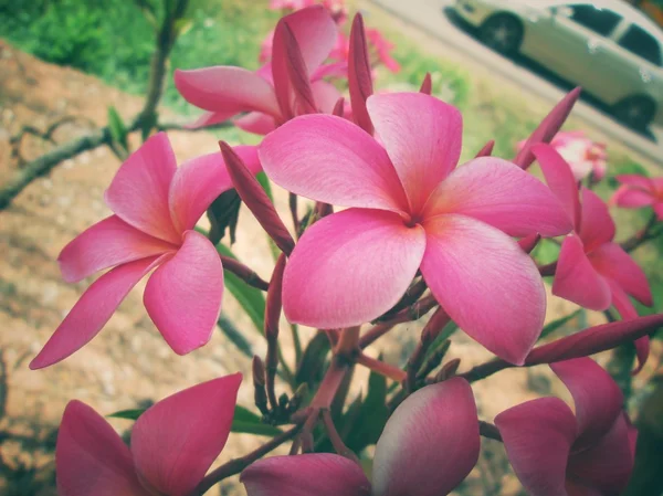 Frangipani çiçek ağaç üzerinde — Stok fotoğraf