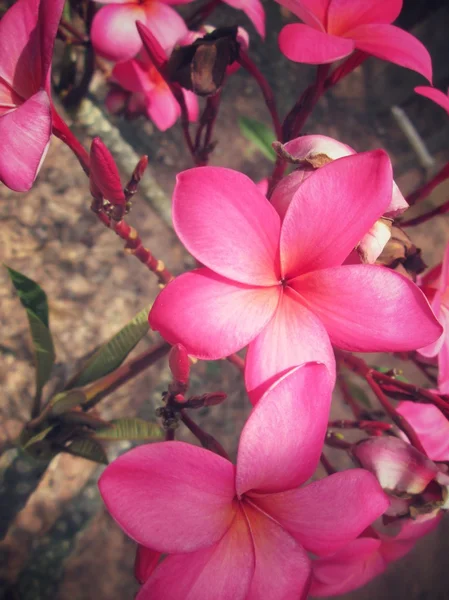 Flor de frangipani na árvore — Fotografia de Stock