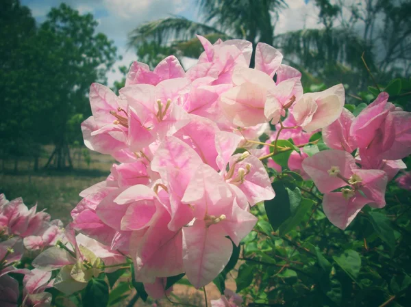 Flores de Bougainvillea rosa — Fotografia de Stock