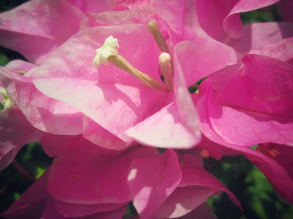 Flores de Bougainvillea Rosa — Foto de Stock