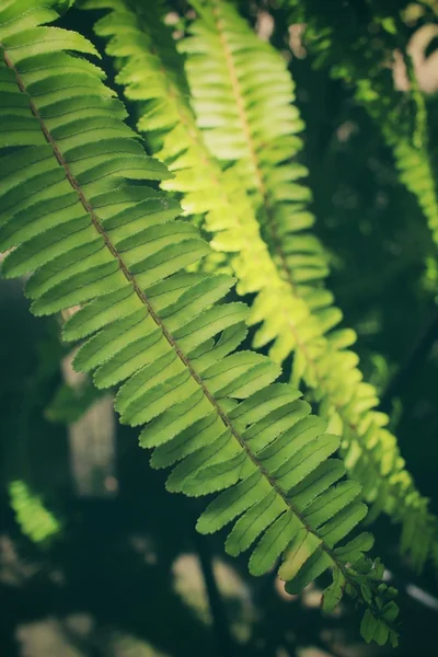 Fern bladeren — Stockfoto