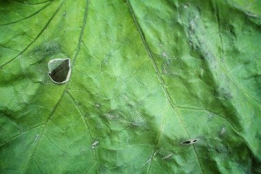 Kurutulmuş Yapraklar