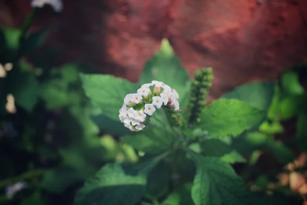 ほうれん草の花 — ストック写真