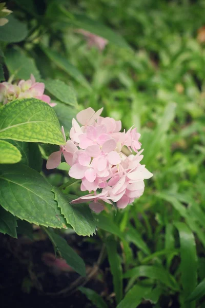 Hydrangea flowers — Stock Photo, Image