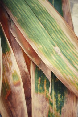 Kurutulmuş bambu yaprakları