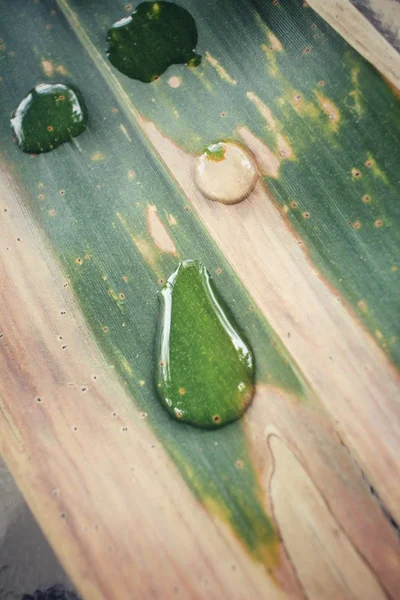Water drop on bamboo dried leaves — Stock Photo, Image