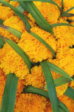 kasımpatı çiçekleri