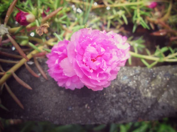 Ροζ λουλούδια γλιστρίδα — Φωτογραφία Αρχείου