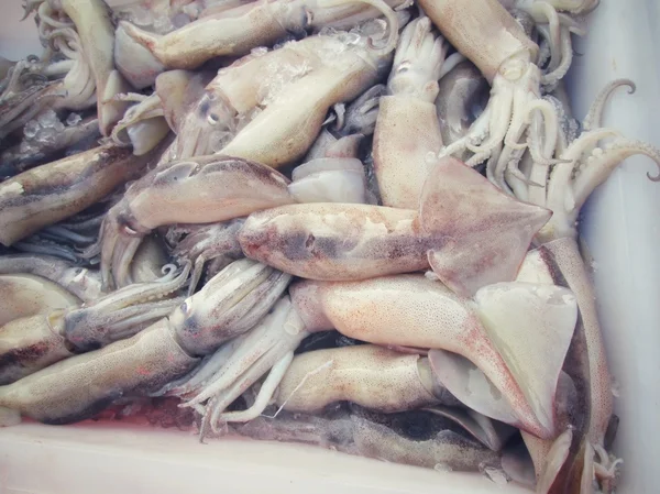 Fresh squid — Stok fotoğraf