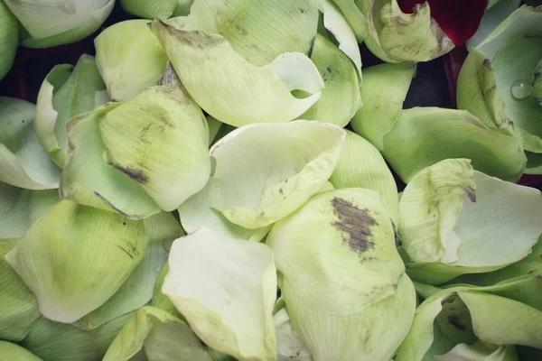 Petals lotus flower — Stock Photo, Image