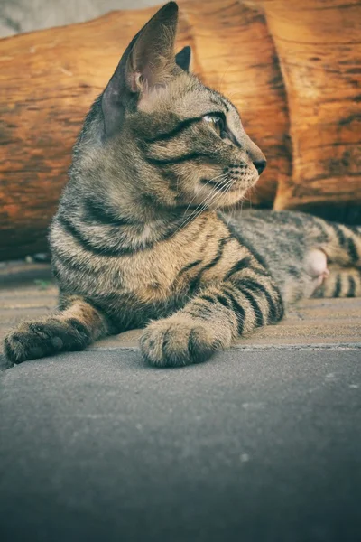 猫看γάτα ψάχνει — Φωτογραφία Αρχείου