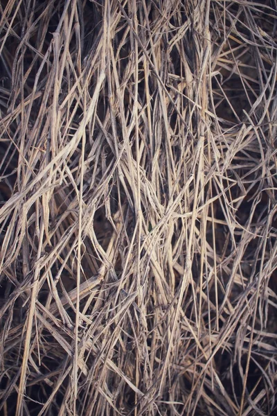 Dry grass — Stock Photo, Image