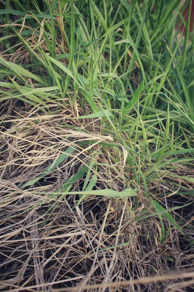 Gras — Stockfoto