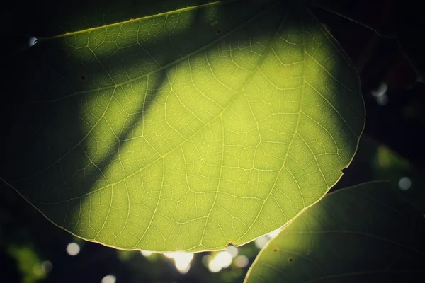 Leaf with shadow — Stock Photo, Image