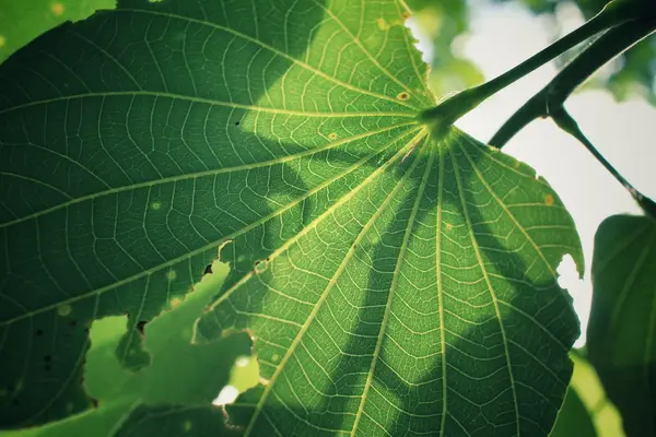 Feuille avec ombre — Photo