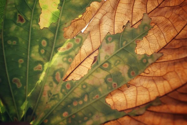 Dried leaves — Stock Photo, Image