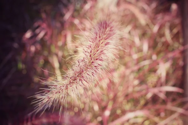 ดอกไม้ฤดูใบไม้ผลิวินเทจ — ภาพถ่ายสต็อก