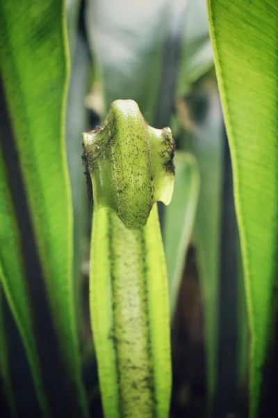 Folhas de samambaia — Fotografia de Stock