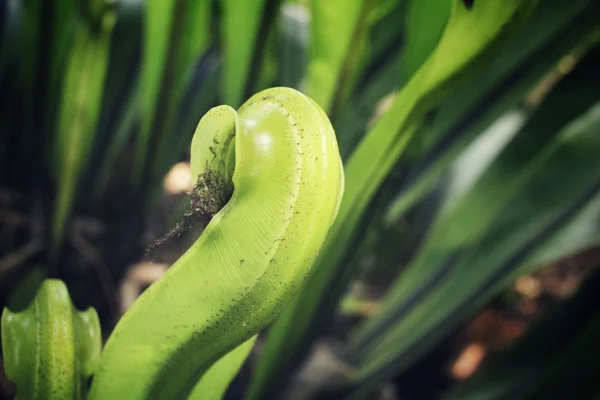 Folhas de samambaia — Fotografia de Stock