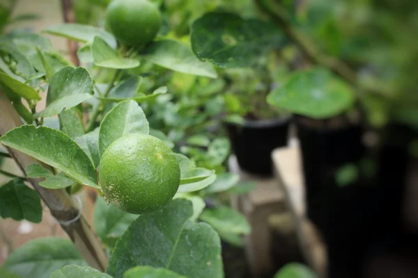 Grön citron på trädet — Stockfoto