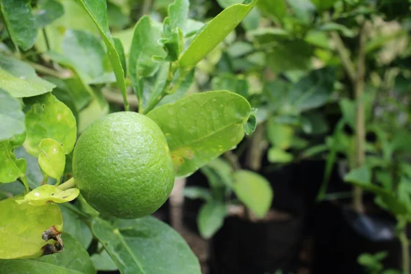 Groene citroen op de boom — Stockfoto