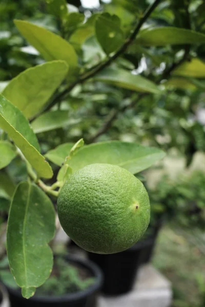 Зеленый лимон на дереве — стоковое фото