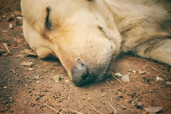 Cão dormindo — Fotografia de Stock