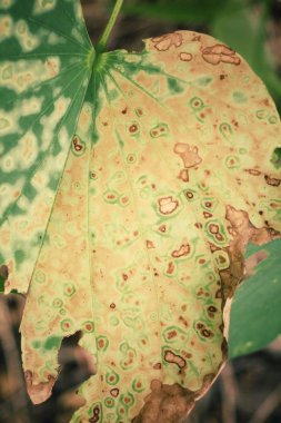 Kurutulmuş Yapraklar