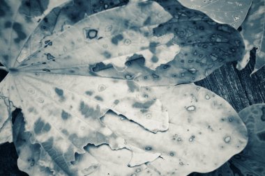 Kurutulmuş Yapraklar