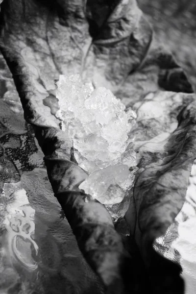 Dried leaves with ice cubes — Stock Photo, Image