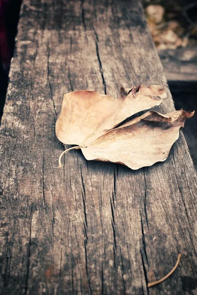 Torkade blad — Stockfoto