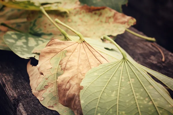 Dried leaves — Stock Photo, Image