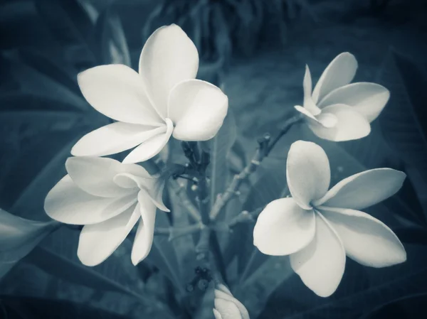 Vit frangipani blomma på träd — Stockfoto