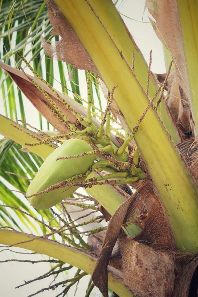 Albero di cocco — Foto Stock