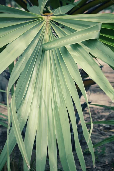 Folhas de palma fundo — Fotografia de Stock