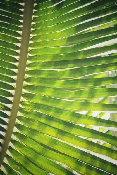 Kokosový listí — Stock fotografie
