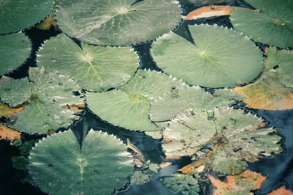 Lotus leaves — Stock Photo, Image