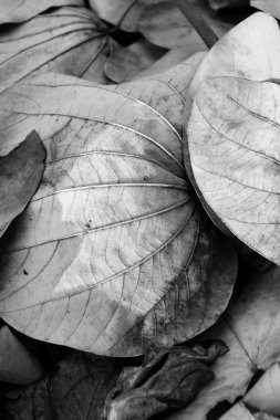 Kurutulmuş Yapraklar