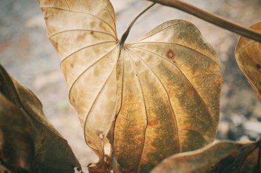 Kurutulmuş Yapraklar