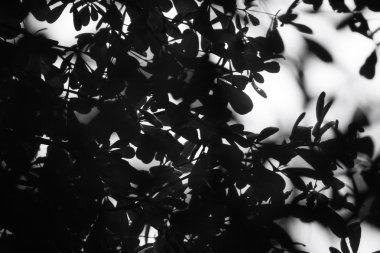 yaprakları ile gölge