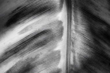 eğreltiotu yaprakları kurutulur