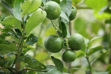 Ağaçta yeşil limon