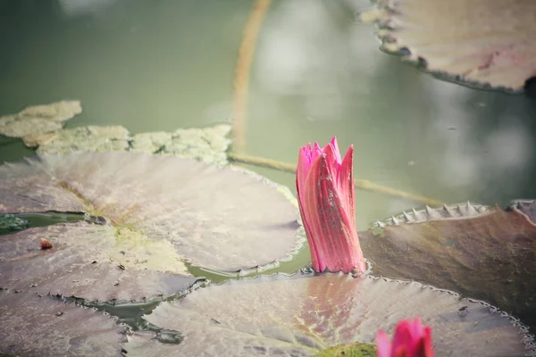 蓮の花 — ストック写真