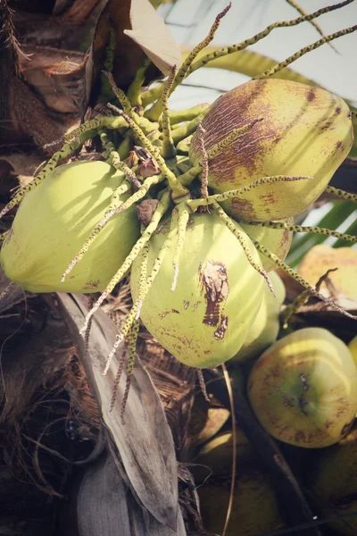 Árbol de coco —  Fotos de Stock