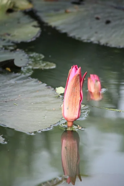 Lotus квіти — стокове фото