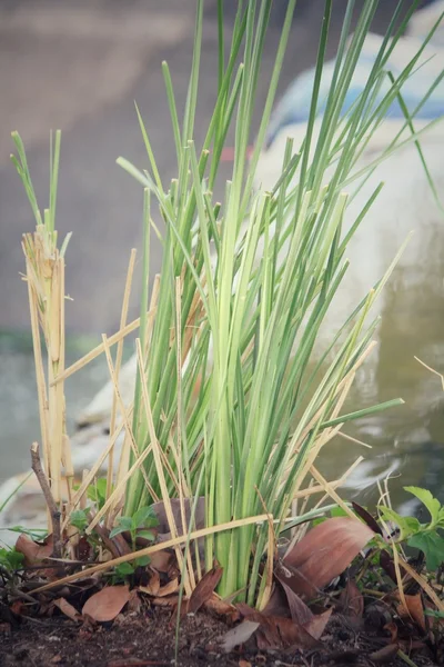 Grama de Vetiver — Fotografia de Stock