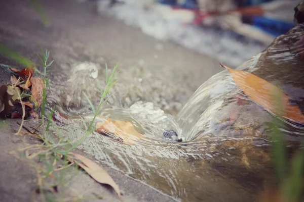Torkade blad på vatten — Stockfoto