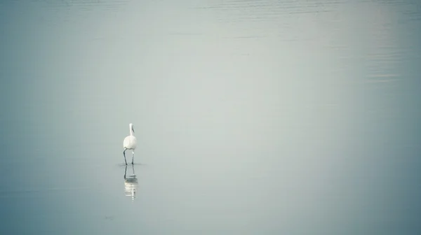 湖の鳥コウノトリ — ストック写真