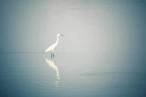 호수에 황새 새 — 스톡 사진